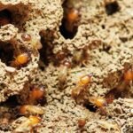 termites, nature, food, insect, small, termites, termites, termites, termites, termites