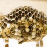 wasp nest, wasps, honeycomb, nest, insects, wasp housing, honeycomb structure, bees, wasp nest, wasp nest, wasp nest, wasp nest, wasp nest, wasps, wasps, honeycomb