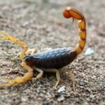 Detailed shot of a scorpion with raised stinger on sandy ground, showcasing its natural habitat.