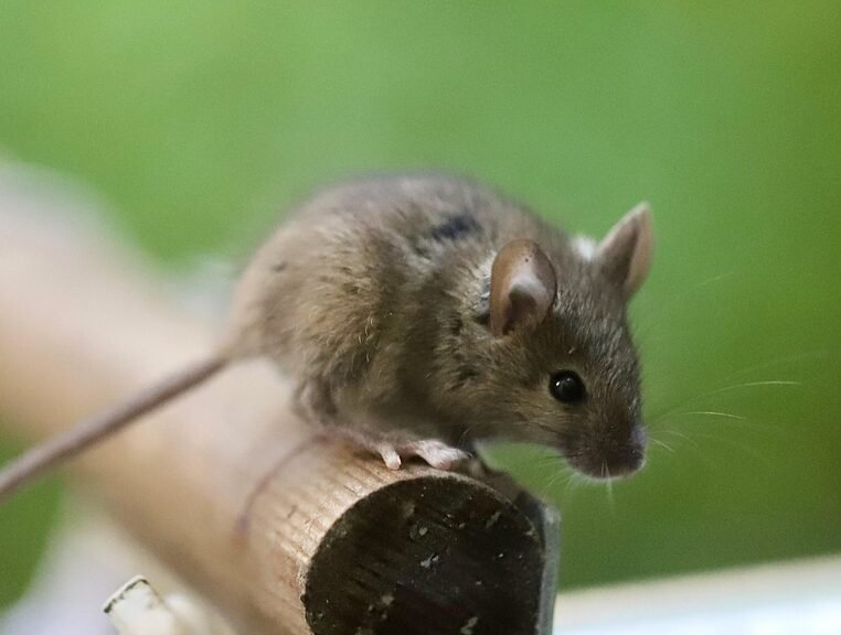 house mouse, long-tailed mouse, mus musculus, rodent, mammal, wildlife, mouse eared bat, nature