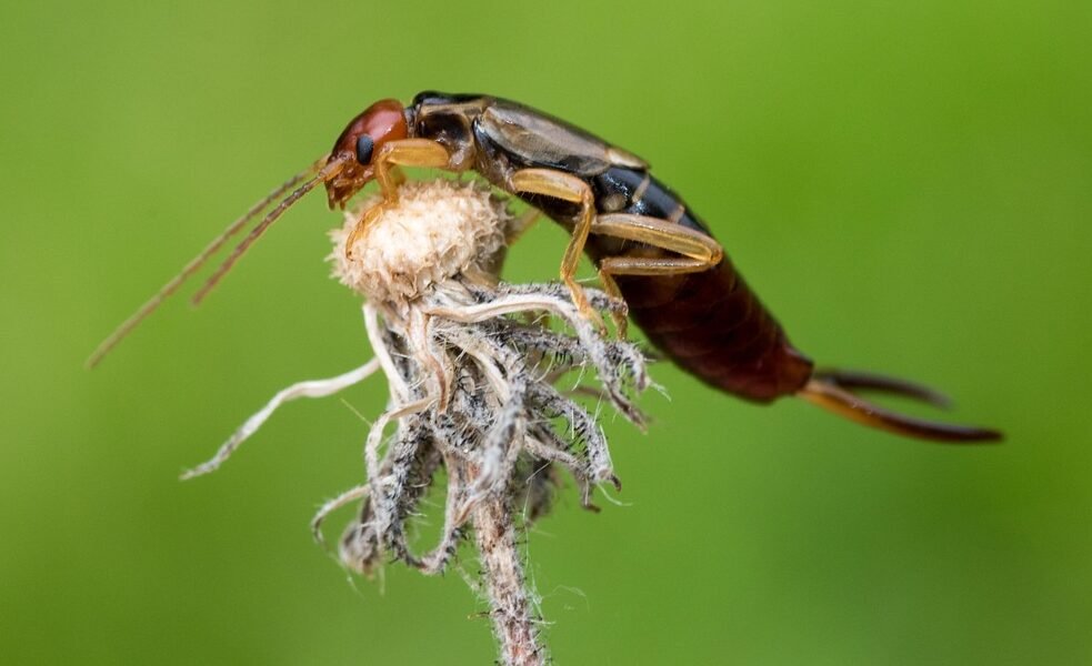 earwig, earwigs, dermaptera, macro, close up, blossom, bloom, seeds, faded, nature, beneficial, garden, facettauge, sensor