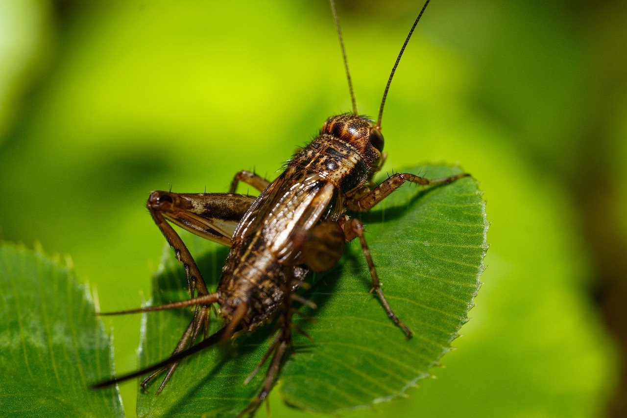 striped ground cricket, cricket, insect, allonemobius fasciatus, macro, close up, bug, nature, cricket, cricket, cricket, cricket, cricket