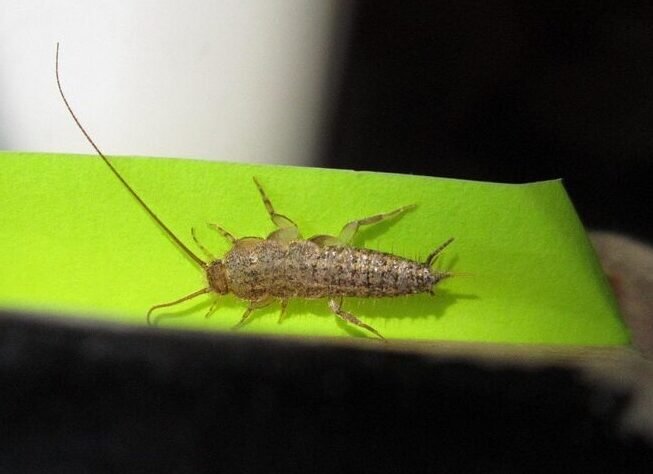 four-lined silverfish, insect, pest, ctenolepisma lineata, lepismatidae, zygentoma, animal, closeup
