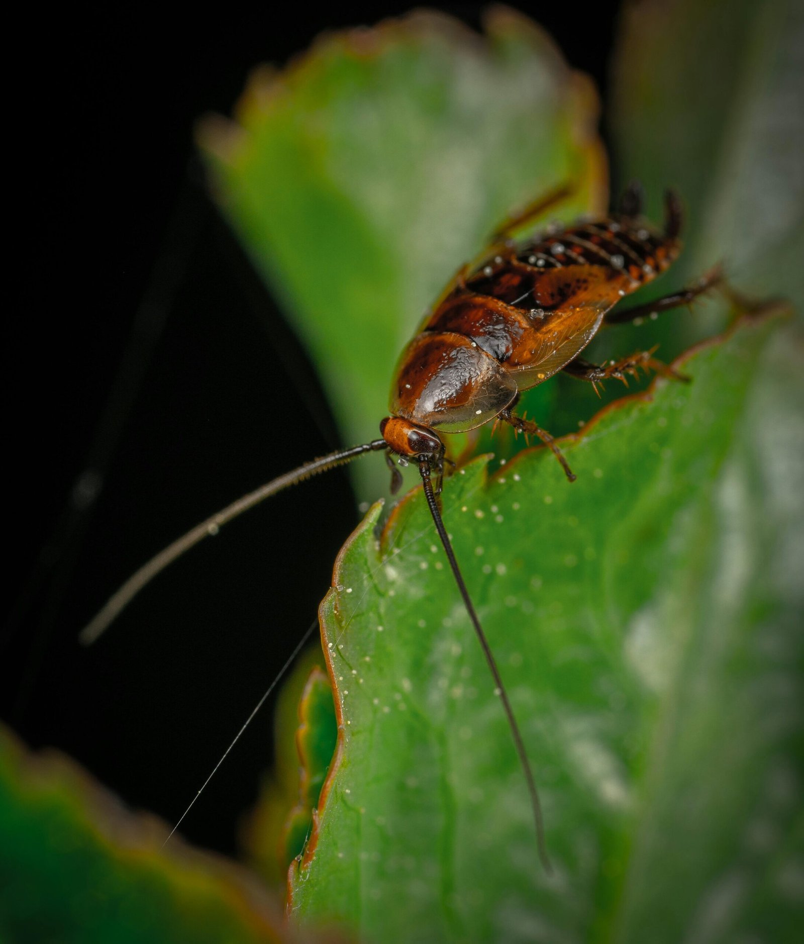Extreme close-up of a cockroach exploring a green leaf, captured with macro photography.