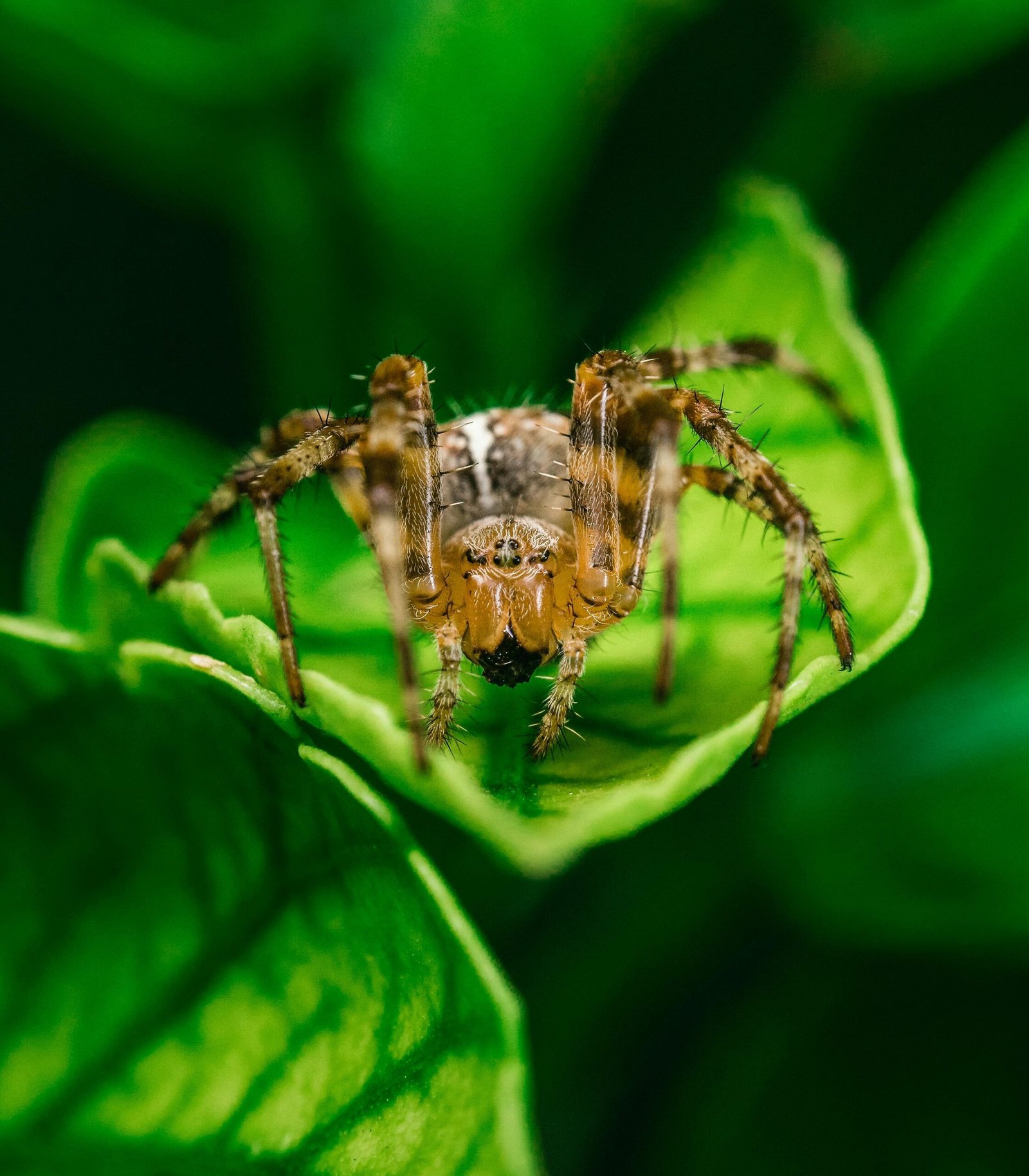A macro shot of a spider perched on a vivid green leaf in a garden setting.
