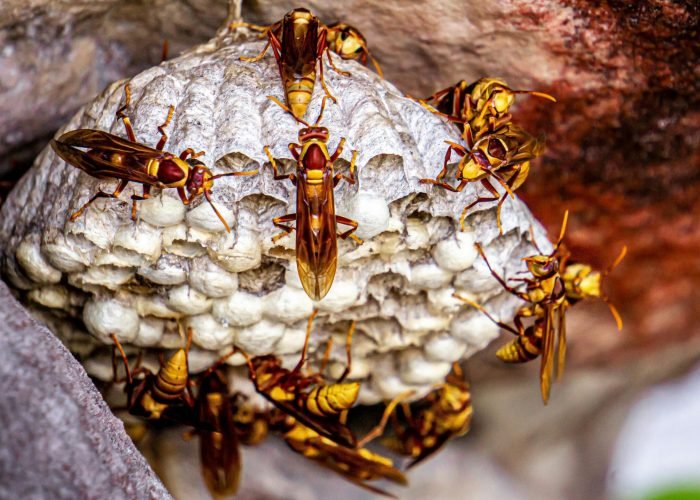 Detailed view of wasps building a nest in Brazil, showcasing natural insect behavior.